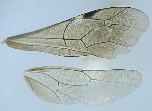 Aptesis flagitator